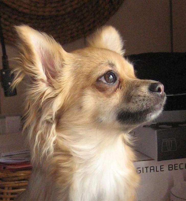 Chihuahua Ella - jeg er momsis stolthed billede 1