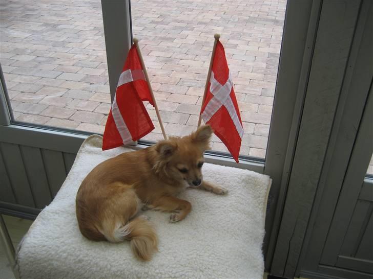 Chihuahua Ella - dette her billede bruger momsi når nogen har fødselsdag til et tillykke billede 2