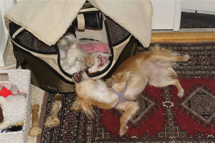 Chihuahua Ella - jeg fandt mig til sidst i at lille calvin gik i min hule... billede 3