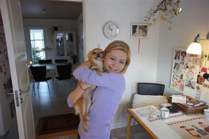 Chihuahua Ella - simone (barnebarn) elsker mig, og jeg hende billede 4