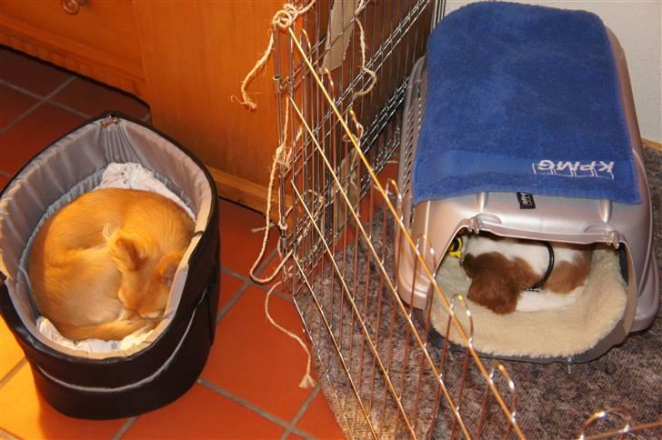 Chihuahua Ella - ny hund i familien, vi var hundepasser en uge, og jeg passede på ham om natten billede 5