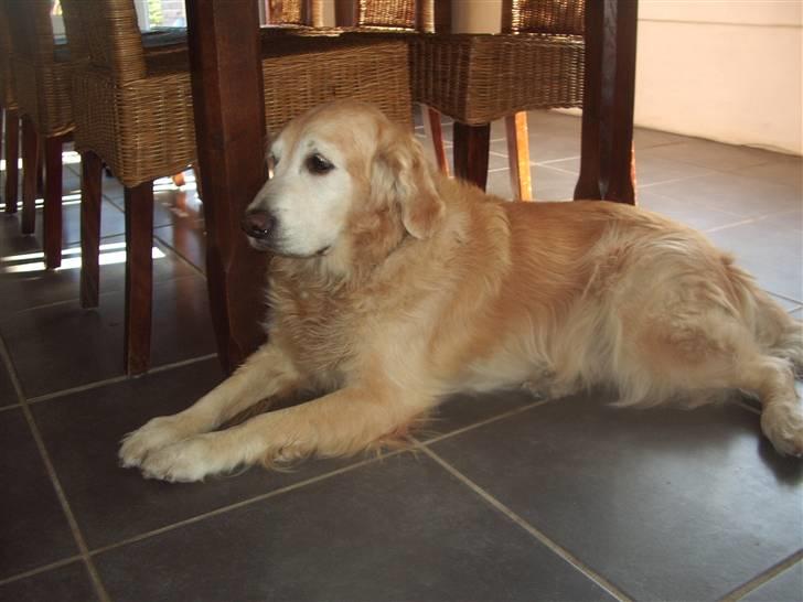 Golden retriever Oliver R.I.P billede 12