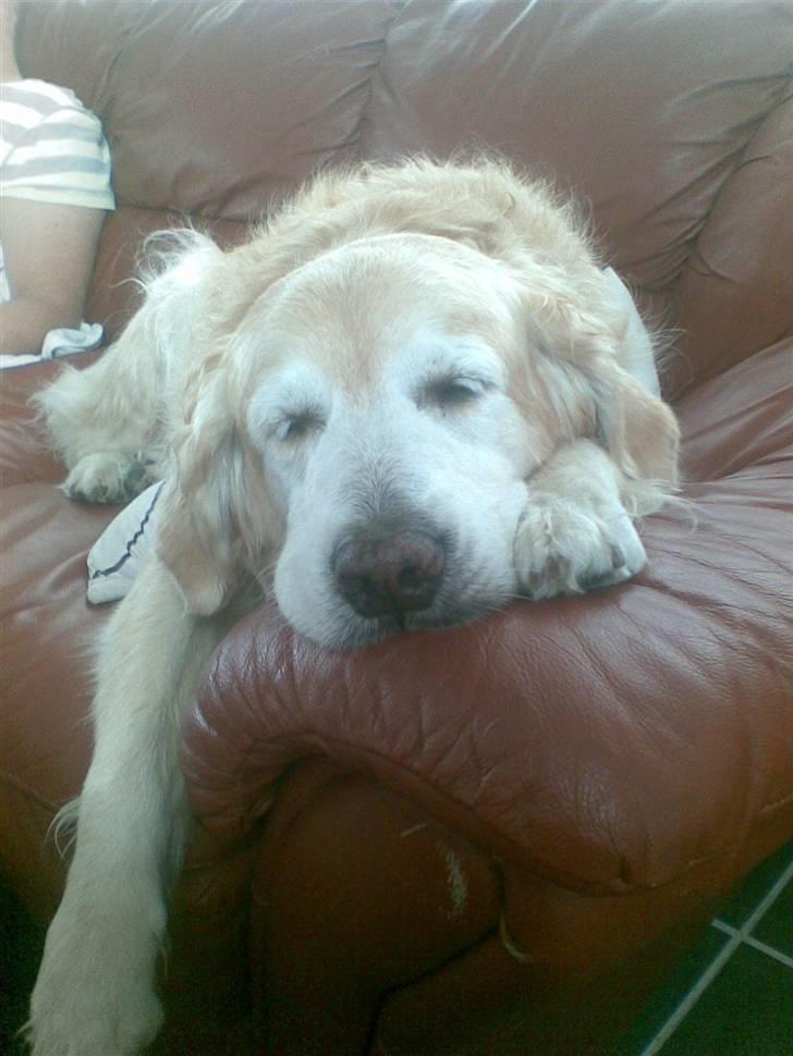 Golden retriever Oliver R.I.P billede 13