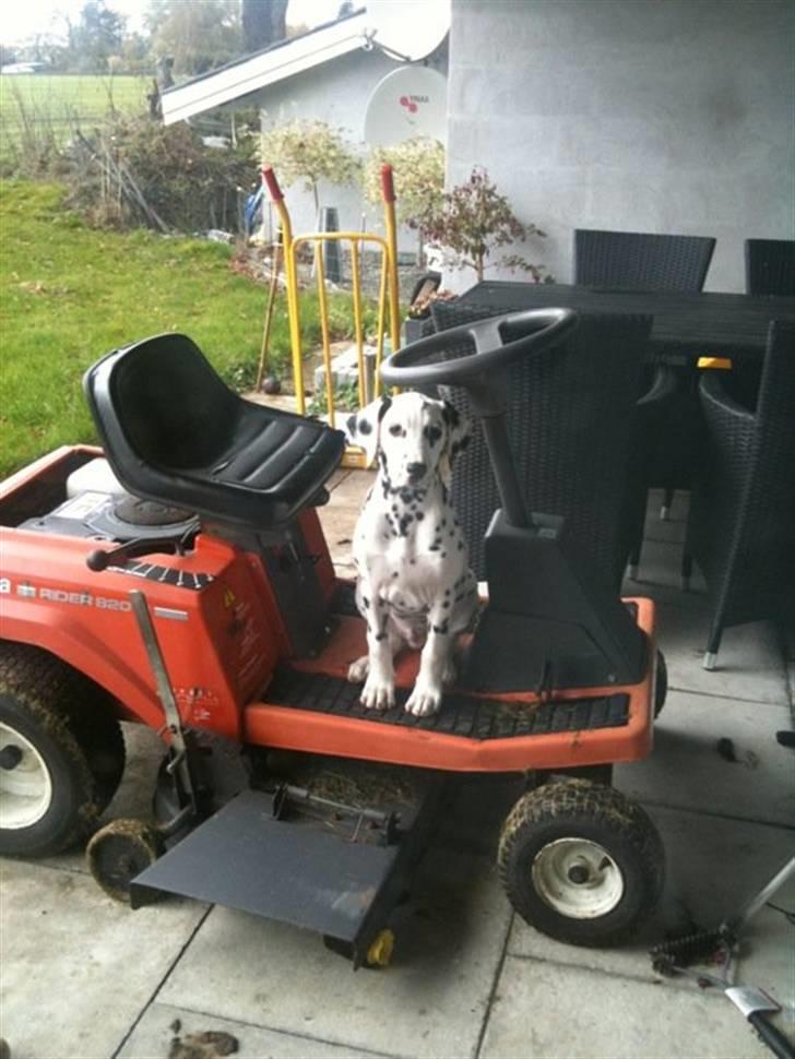 Dalmatiner Zorba billede 1