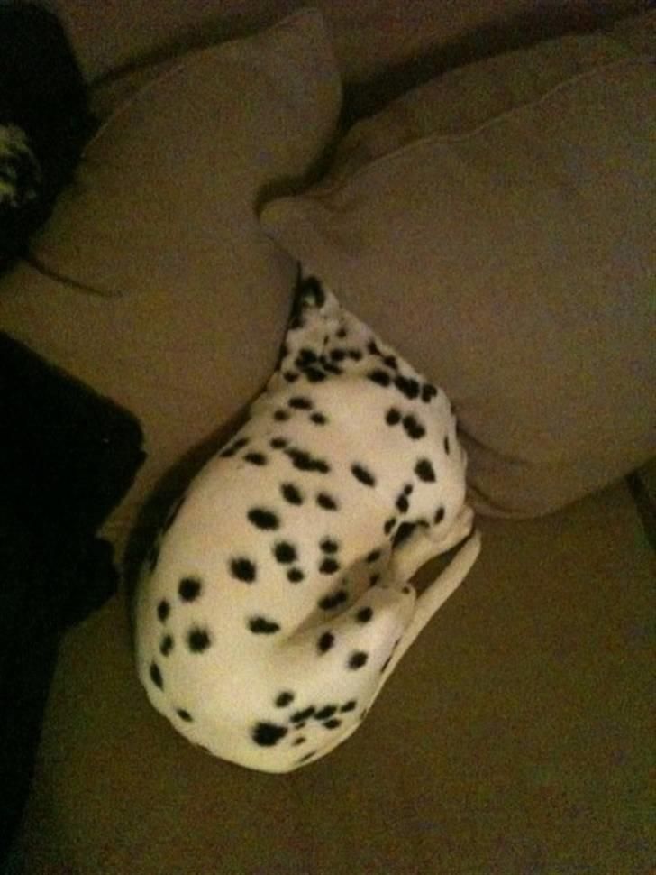 Dalmatiner Zorba billede 2