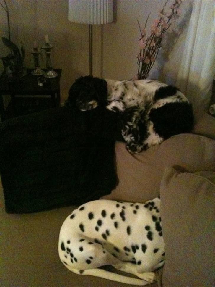 Dalmatiner Zorba billede 3