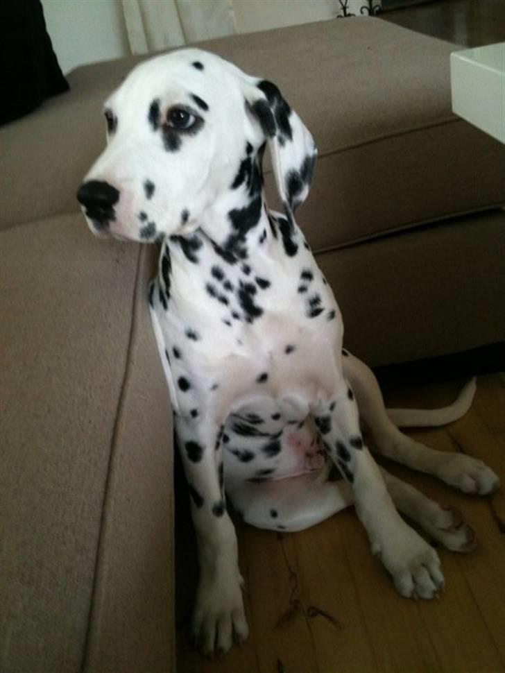 Dalmatiner Zorba billede 4