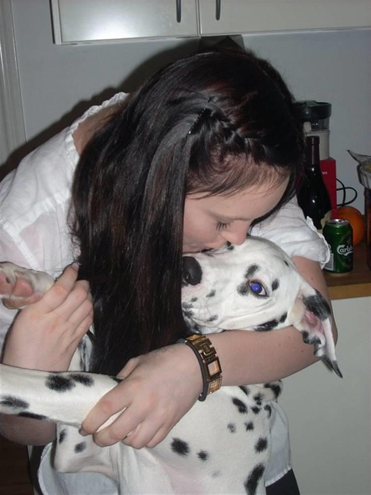 Dalmatiner Zorba billede 5