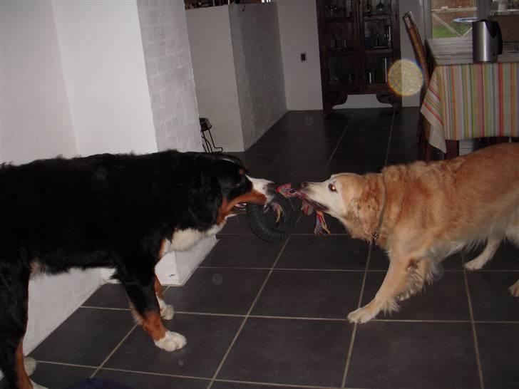 Golden retriever Oliver R.I.P billede 14