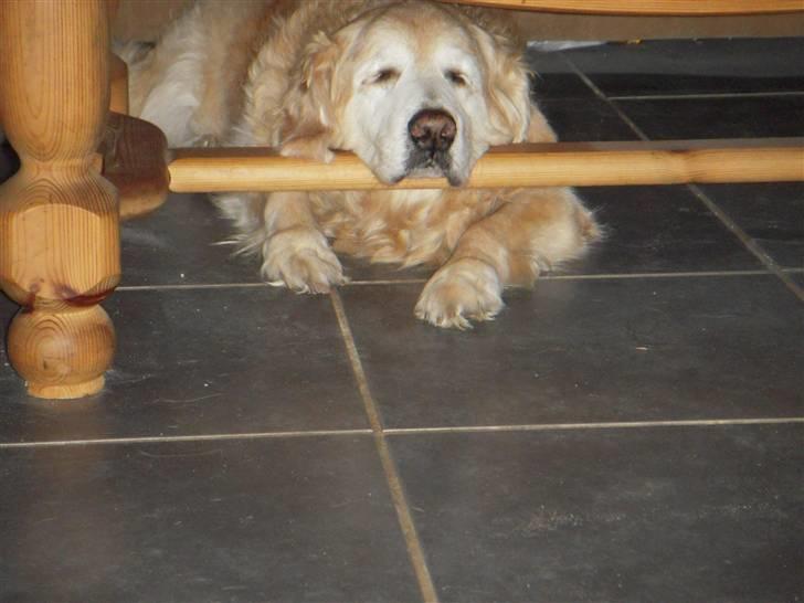 Golden retriever Oliver R.I.P billede 15