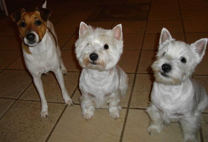 Dansk svensk gaardhund Chico billede 9