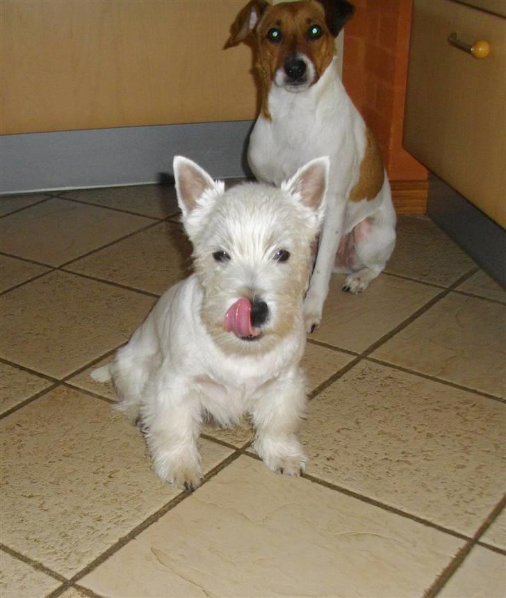 Dansk svensk gaardhund Chico billede 10