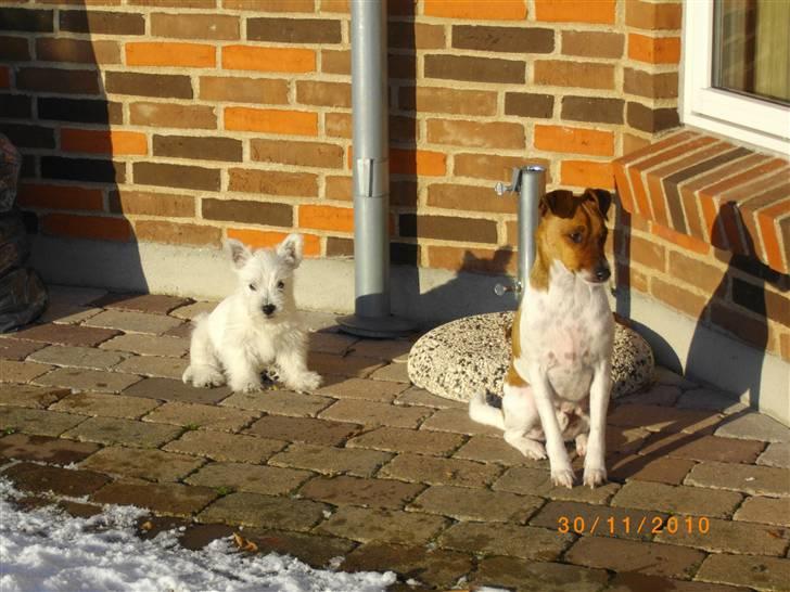 Dansk svensk gaardhund Chico billede 11