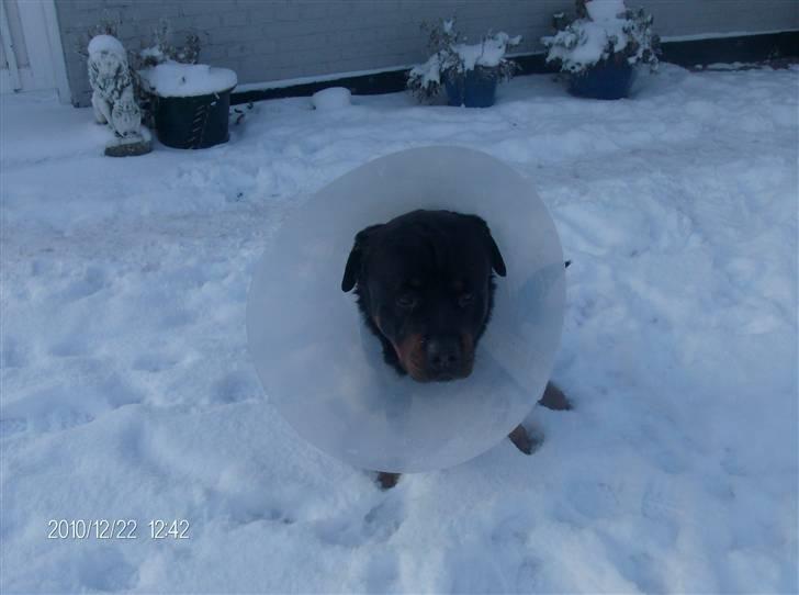 Rottweiler Heitah`s Rolex billede 7