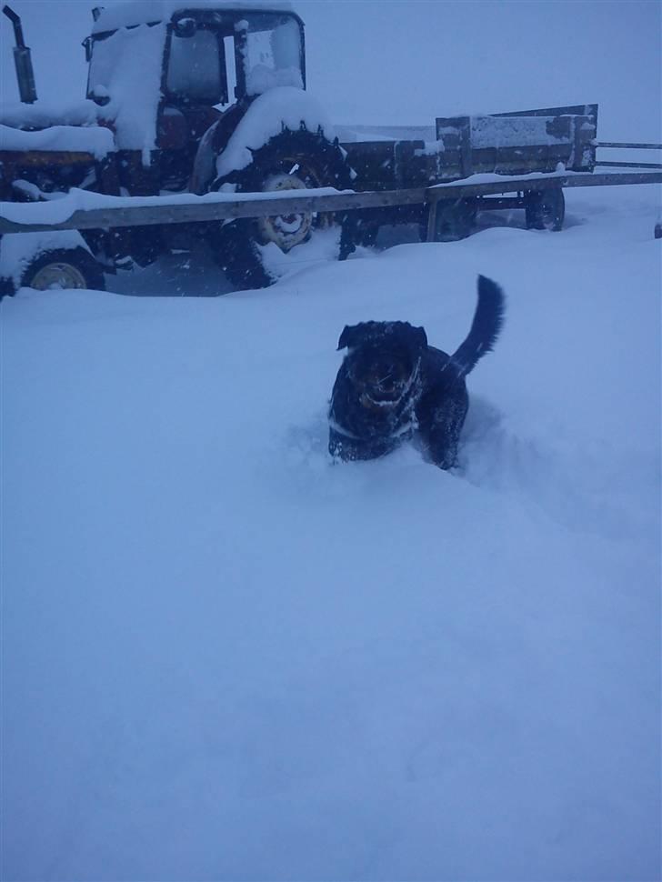 Rottweiler Heitah`s Rolex billede 9