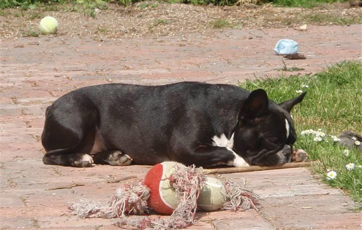 Fransk bulldog ~SOFFIE~ <3Himmelhund<3 billede 21