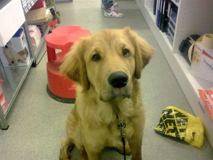 Blanding af racer Fighter - Fighter med på arbejde i butikken billede 1