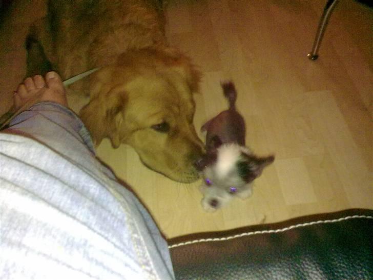 Blanding af racer Fighter - Fighter og lillesøster Kiara billede 2