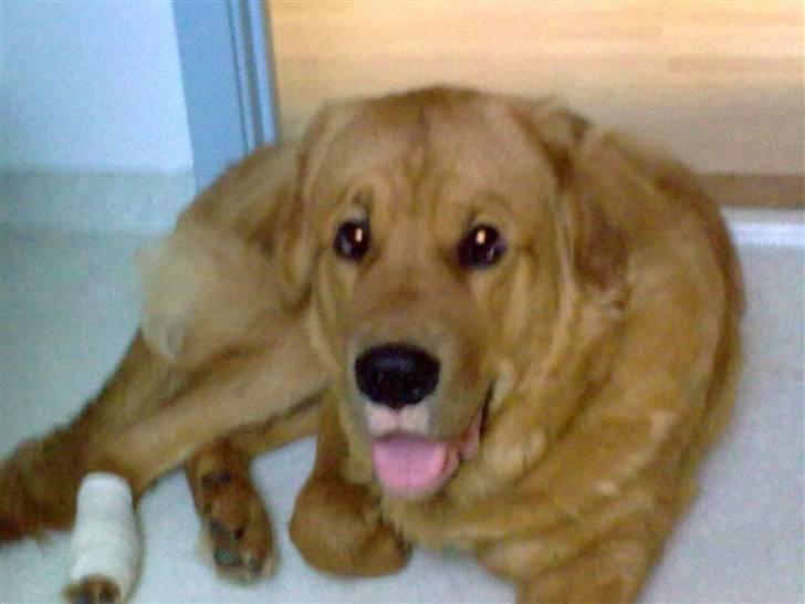 Blanding af racer Fighter - Av min pote billede 3