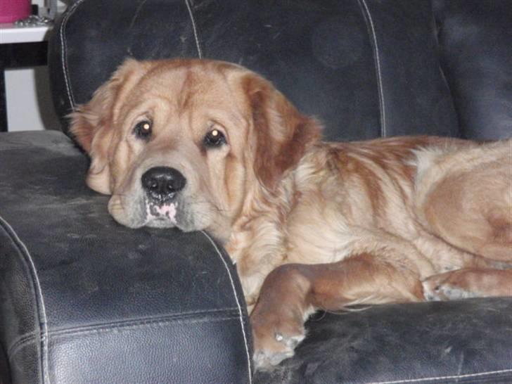 Blanding af racer Fighter - Fighter i hans sofa billede 4