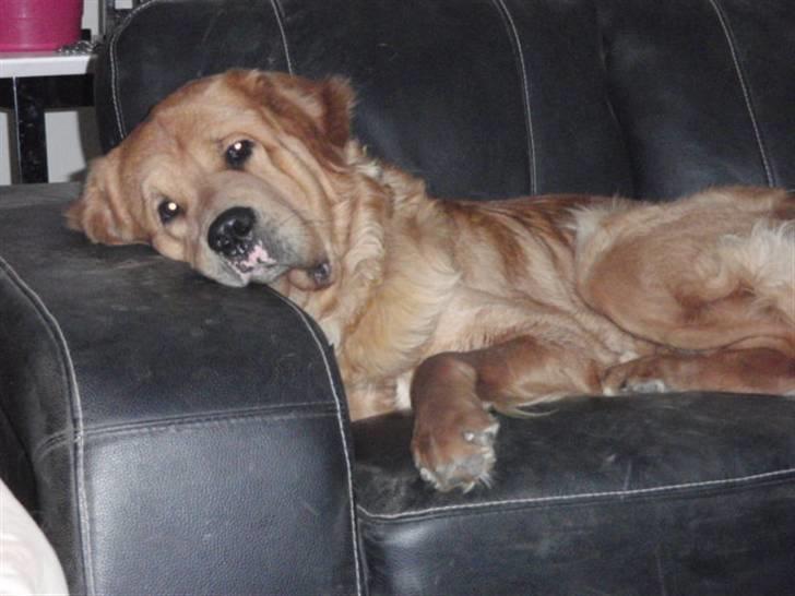 Blanding af racer Fighter - Fighter i hans sofa billede 5