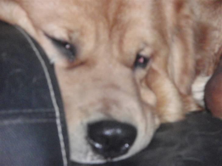 Blanding af racer Fighter - Fighter i hans sofa billede 6