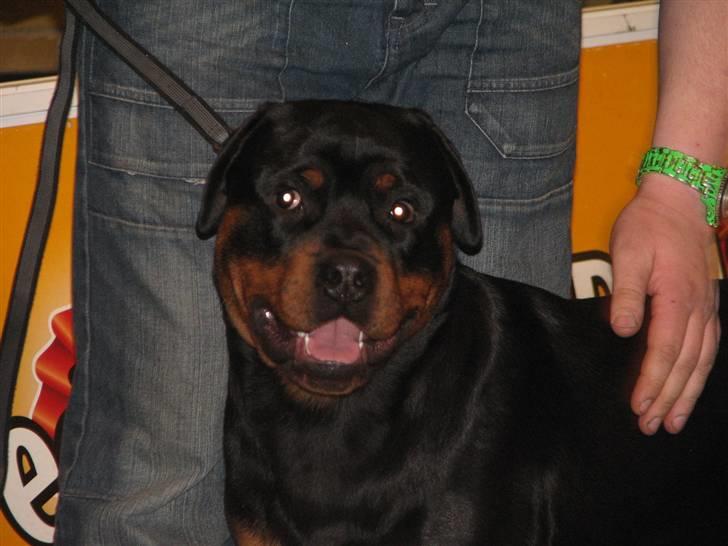 Rottweiler Theo - Charme trold billede 1