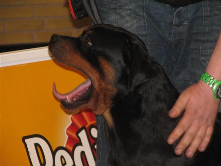 Rottweiler Theo - Det er hård at gå på udstiling billede 2