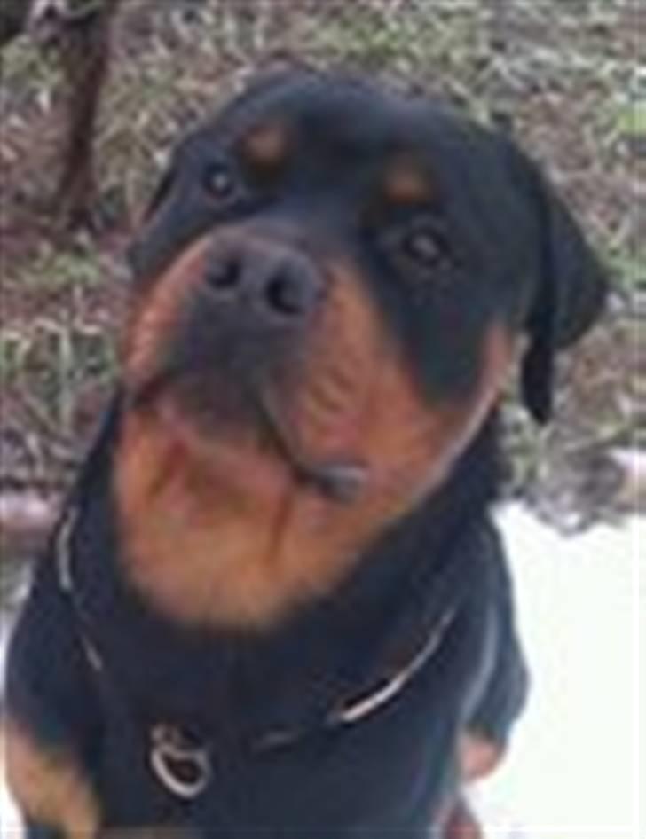 Rottweiler Theo - Det er bare mig billede 3