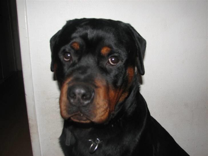 Rottweiler Theo - Undskyld billede 4