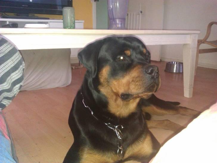 Rottweiler Theo - Jeg er da lige glad billede 5