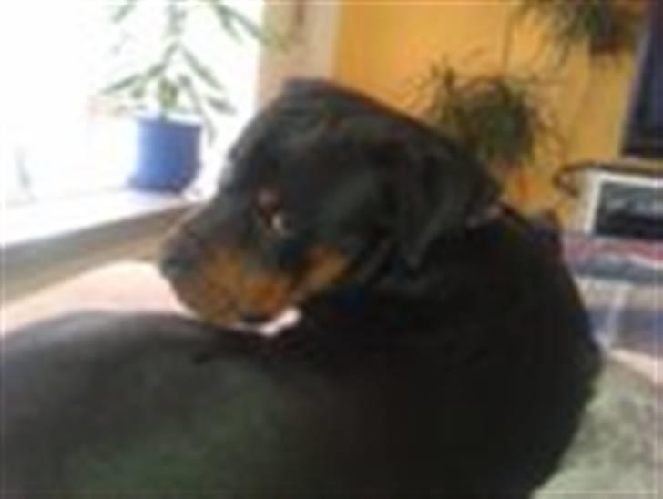 Rottweiler Theo - Hvad nu far billede 6
