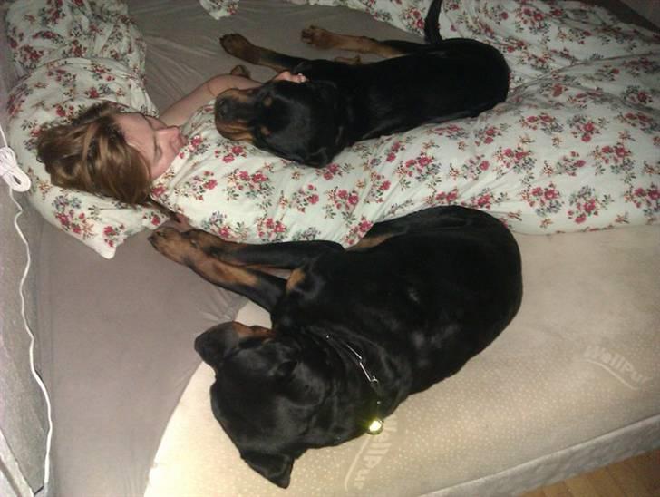 Rottweiler Theo - Vi sover billede 7