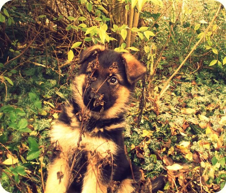 Schæferhund Team marlboros Lewis/Cody - Lidt model kan man vel altid være ;) billede 4