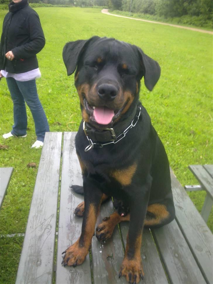 Rottweiler Zeus R.I.P. - Rigtige hunde kan hoppe på borde  billede 1