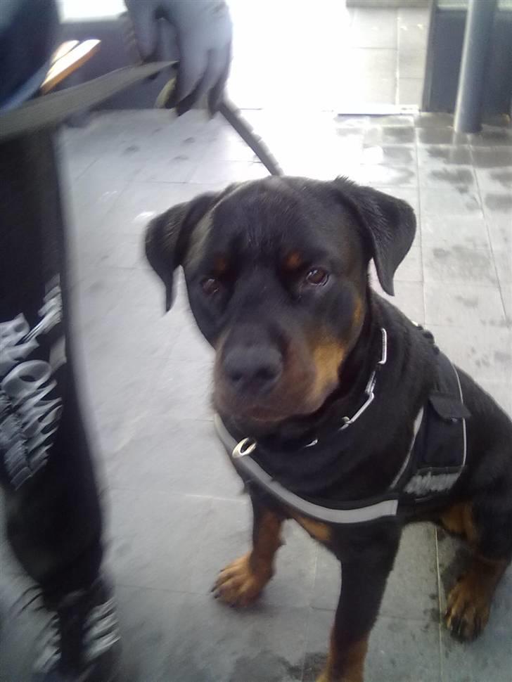 Rottweiler Zeus R.I.P. - Så skal vi ud at gå billede 2