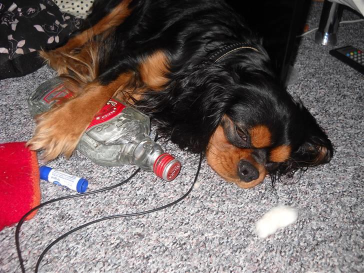 Cavalier king charles spaniel Hannibal - For at være helt ærlig forstår jeg sgu godt du er træt Hannibal:o) billede 10