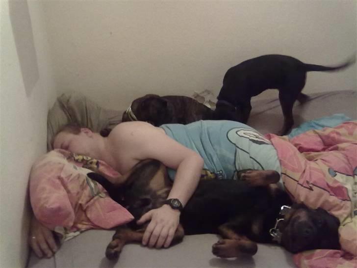 Rottweiler Zeus R.I.P. - Far og jeg sover billede 3