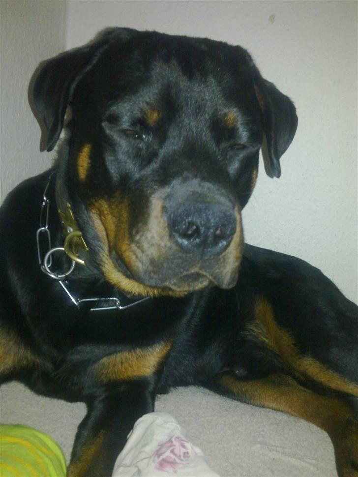 Rottweiler Zeus R.I.P. - Hej der billede 5