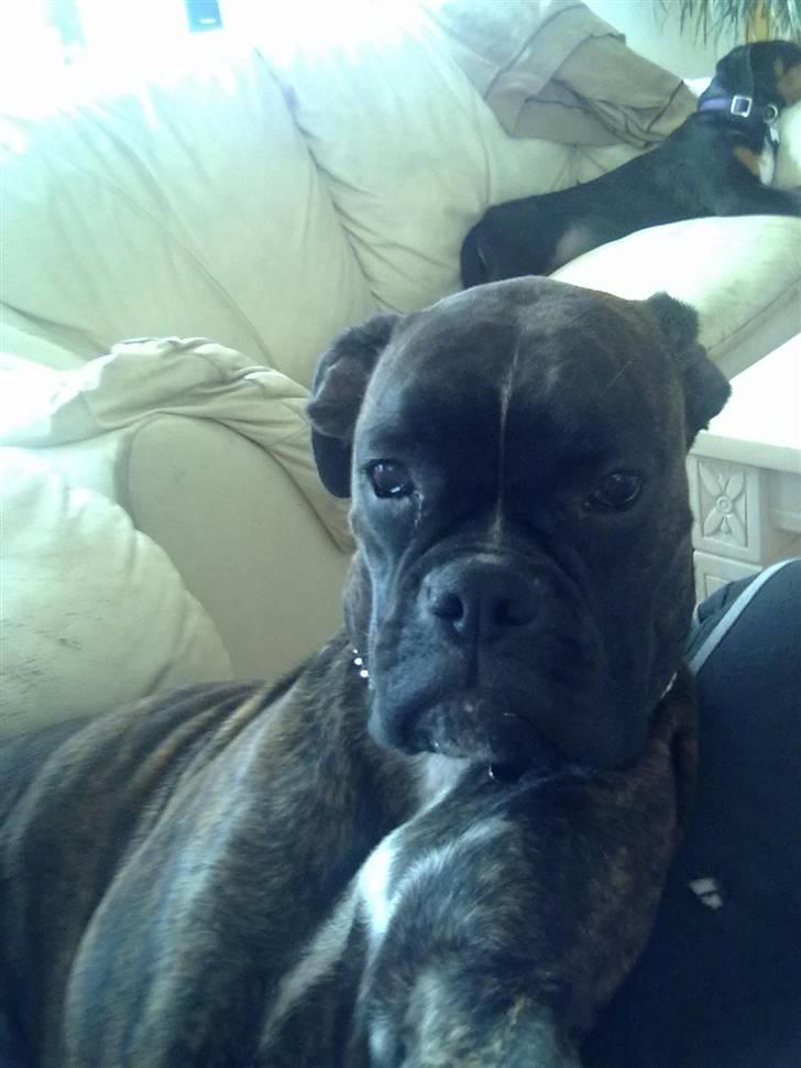 Boxer kiki - nuurrh!!!!! billede 1