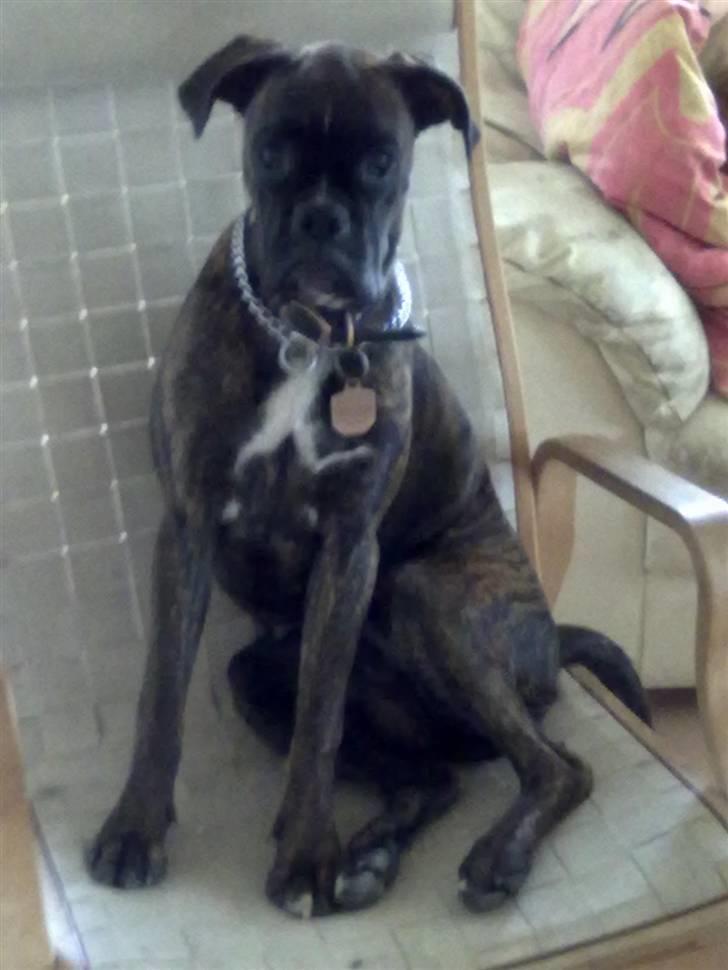 Boxer kiki - jeg er bare så lækker billede 2