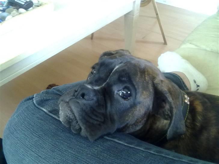 Boxer kiki - jeg er træt billede 3
