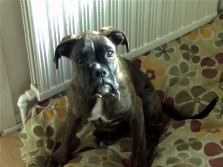 Boxer kiki - dream diva uff :D billede 4