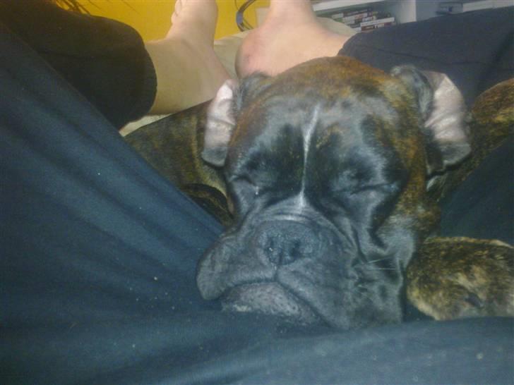 Boxer kiki - jeg er træt meget træt billede 5