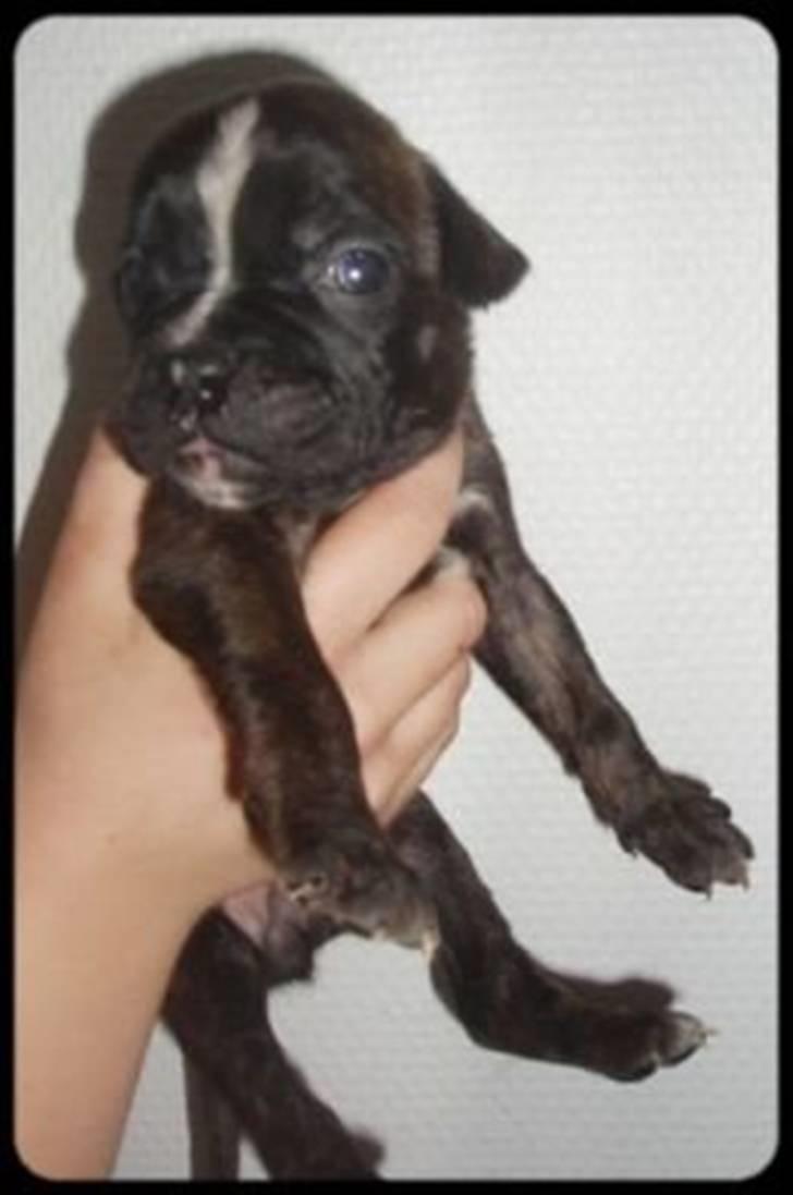 Boxer kiki - mig som lille billede 6