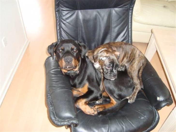 Boxer kiki - du så dejlig min bamse billede 7