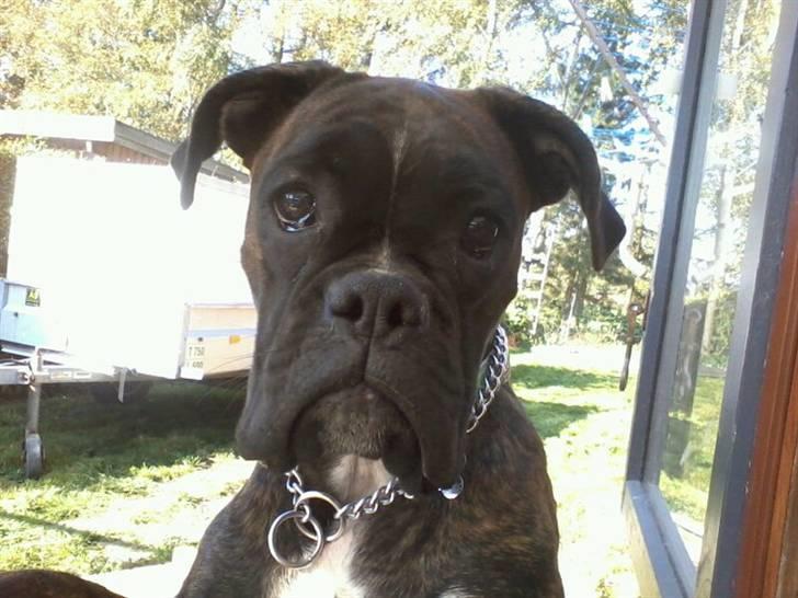 Boxer kiki - jeg er bare så lækker billede 8