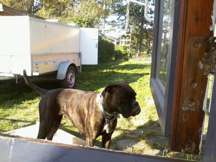 Boxer kiki - uff :D billede 9