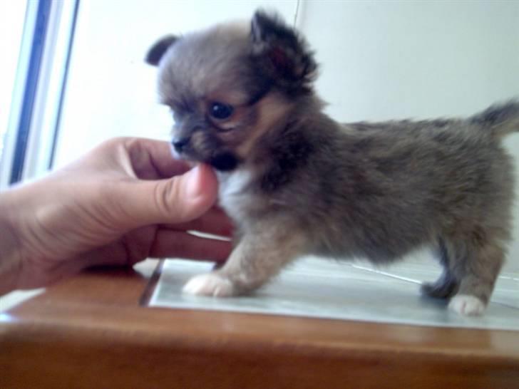 Chihuahua Eva (SOLGT) - eva 6 uger billede 16