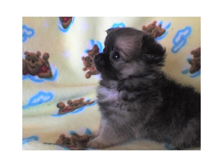 Chihuahua brinda billede 8